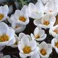 Buy Crocus 'Ard Schenk' Bulbs online UK
