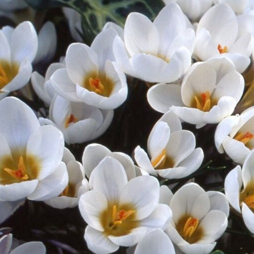 Buy Crocus 'Ard Schenk' Bulbs online UK
