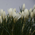 Buy Crocus biflorus 'Miss Vain' Bulbs online UK