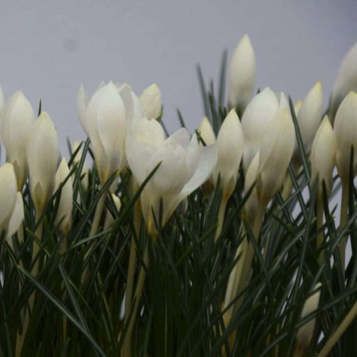 Buy Crocus biflorus 'Miss Vain' Bulbs online UK