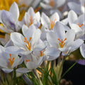 Buy Crocus biflorus weldenii 'Fairy' Bulbs online UK