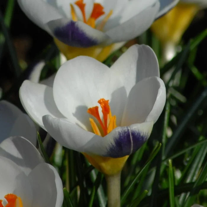 Crocus 'Blue Bird' Corms