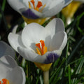Crocus 'Blue Bird' Corms
