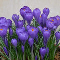 Buy Crocus 'Blue Ocean' Bulbs online UK