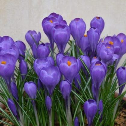 Buy Crocus 'Blue Ocean' Bulbs online UK