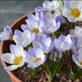 Buy Crocus 'Blue Pearl' Bulbs online UK