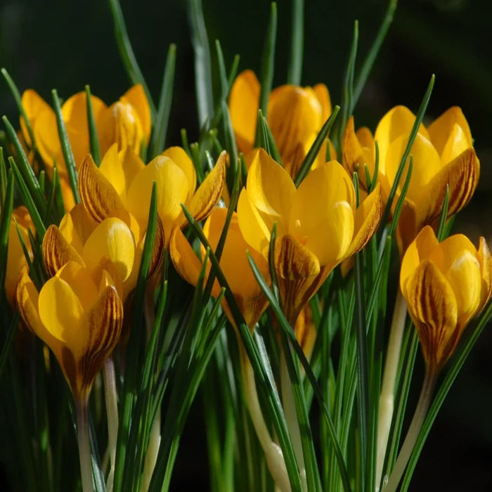 Crocus chrysanthus var. fuscotinctus (Dark-coloured Crocus) Corms