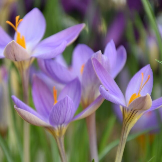 Buy Crocus corsicus (Corsican Crocus) Bulbs online UK