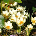 Buy Crocus 'Cream Beauty' Bulbs online UK