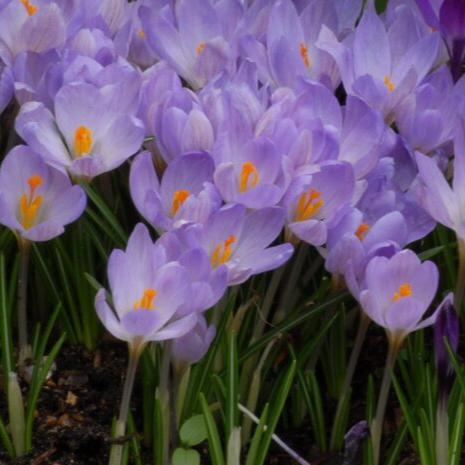 Buy Crocus etruscus 'Zwanenburg' Bulbs online UK