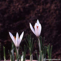 Buy Crocus fleischeri (Fleicher's Crocus) Bulbs online UK