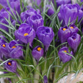 Buy Crocus 'Flower Record' Bulbs online UK