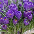 Crocus 'Flower Record' Corms