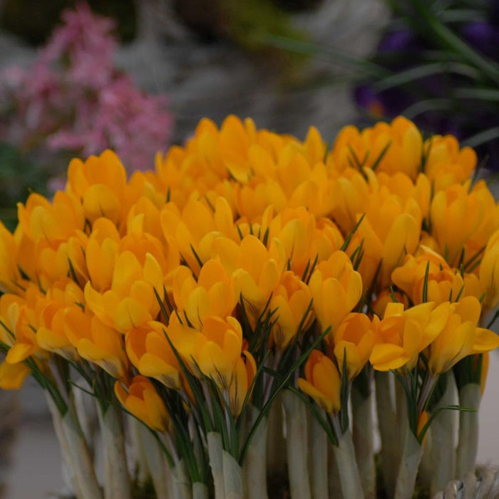 Buy Crocus 'Golden Yellow' Bulbs online UK