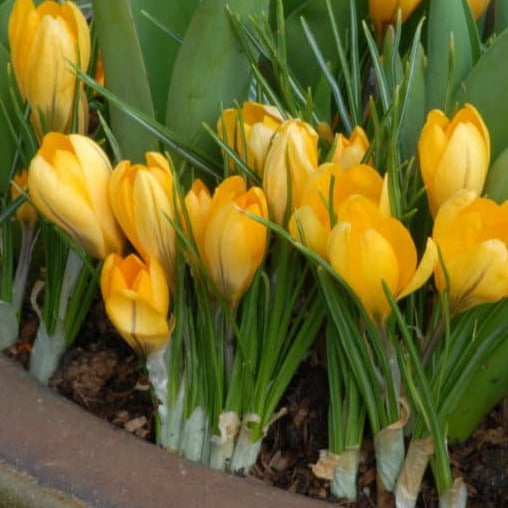 Buy Crocus 'Golden Yellow' Bulbs online UK
