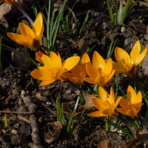 Buy Crocus 'Golden Yellow' Bulbs online UK