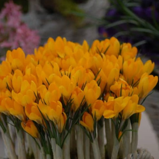 Buy Crocus 'Golden Yellow' Bulbs online UK