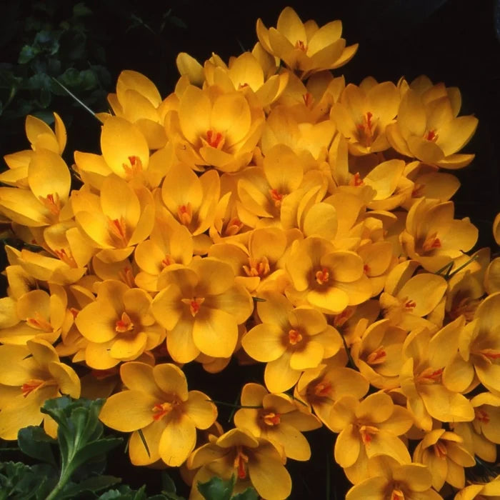 Crocus 'Goldilocks' Corms
