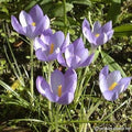 Buy Crocus goulimyi (Fall Crocus) Bulbs online UK
