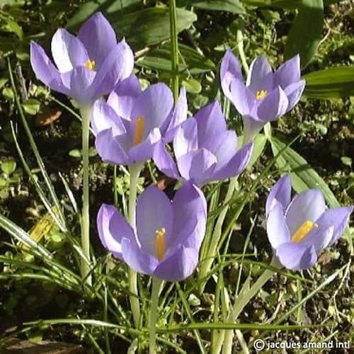 Buy Crocus goulimyi (Fall Crocus) Bulbs online UK