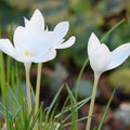 Crocus goulimyi 'Mani White' Corms