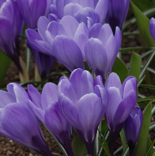 Buy Crocus 'Grand Maitre' Bulbs online UK