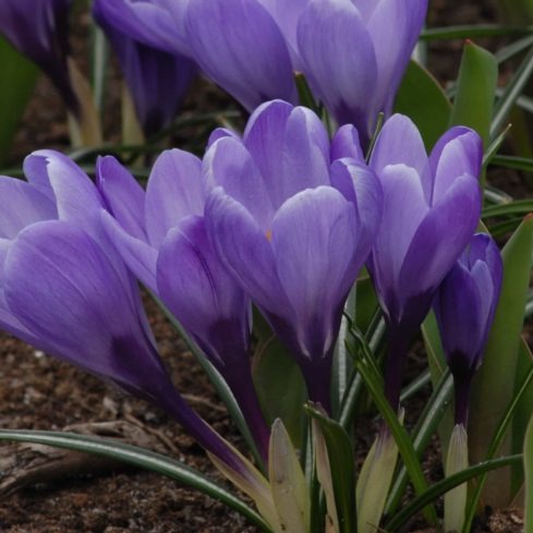 Buy Crocus 'Grand Maitre' Bulbs online UK