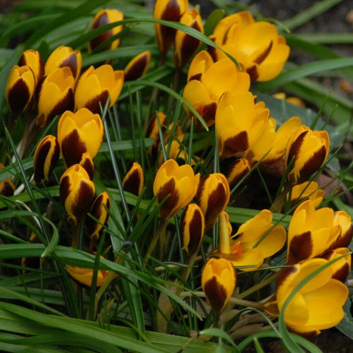 Buy Crocus 'Herald' Bulbs online UK