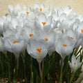 Buy Crocus 'Ice Queen' Bulbs online UK