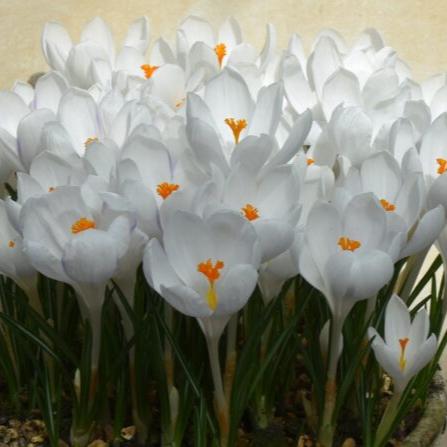 Buy Crocus 'Ice Queen' Bulbs online UK