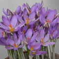 Buy Crocus imperati 'De Jager' Bulbs online UK