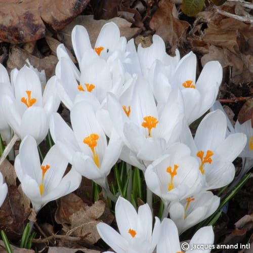 Buy Crocus 'Joan of Arc' Bulbs online UK