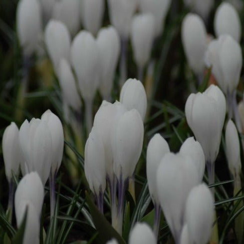 Buy Crocus 'Joan of Arc' Bulbs online UK