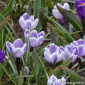 Buy Crocus 'King of the Striped' Bulbs online UK