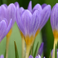 Crocus kosaninnii 'April View' Corms