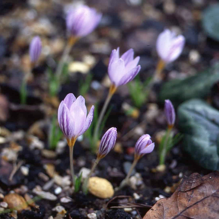 Buy Crocus laevigatus 'Fontenay' Bulbs online UK