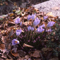 Buy Crocus ligusticus (Intermediate Crocus) Bulbs online UK