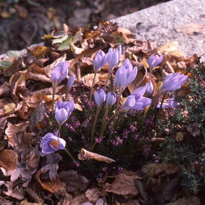 Buy Crocus ligusticus (Intermediate Crocus) Bulbs online UK