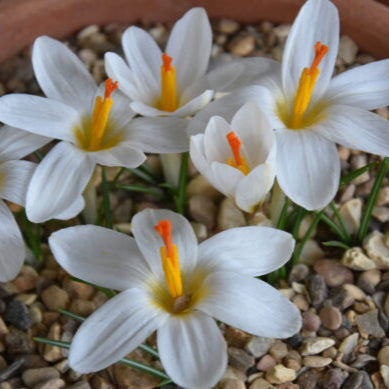 Buy Crocus malyi (Maly Crocus) Bulbs online UK