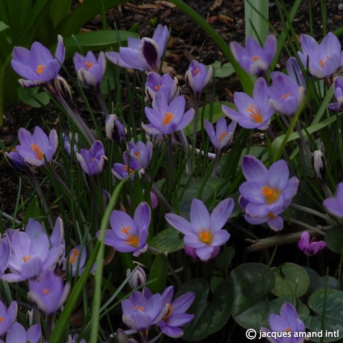 Buy Crocus minimus (Pygmy Crocus) Bulbs online UK