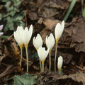 Buy Crocus ochroleucu (Straw-coloured Crocus) Bulbs online UK