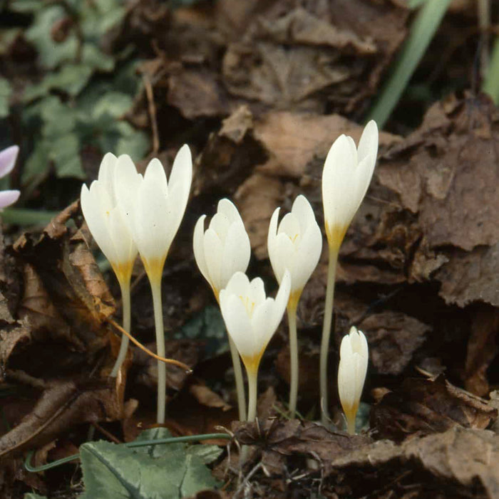 Buy Crocus ochroleucu (Straw-coloured Crocus) Bulbs online UK