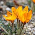 Buy Crocus olivieri ssp. balansae 'Zwanenburg' Bulbs online UK