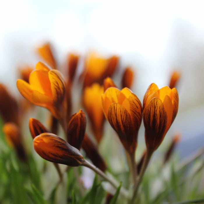 Buy Crocus olivierii ssp. 'Orange Monarch' Bulbs online UK