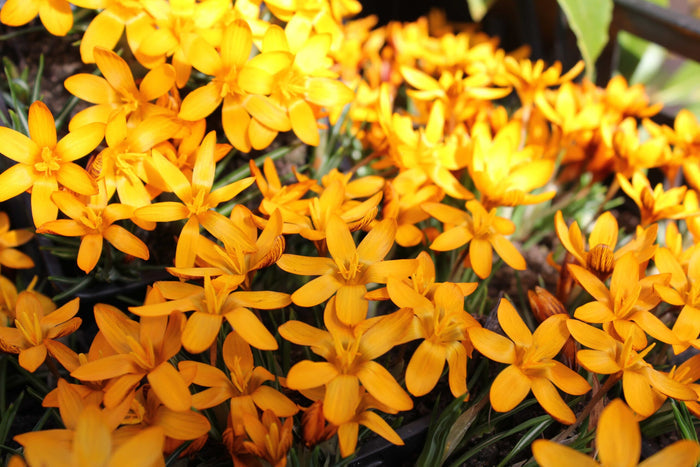 Buy Crocus olivierii ssp. 'Orange Monarch' Bulbs online UK