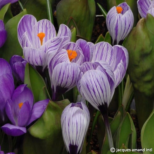 Buy Crocus 'Pickwick' Bulbs online UK