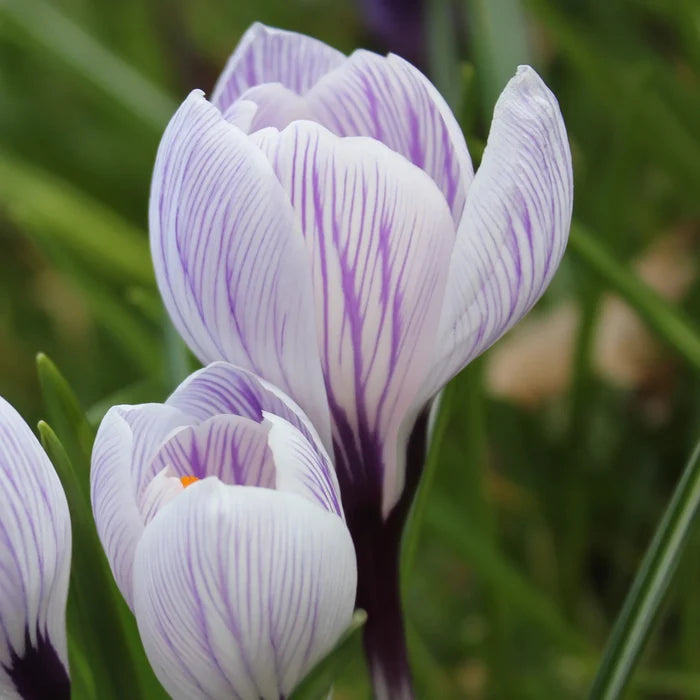 Crocus 'Pickwick' Corms