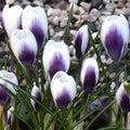 Buy Crocus 'Prins Claus' Bulbs online UK