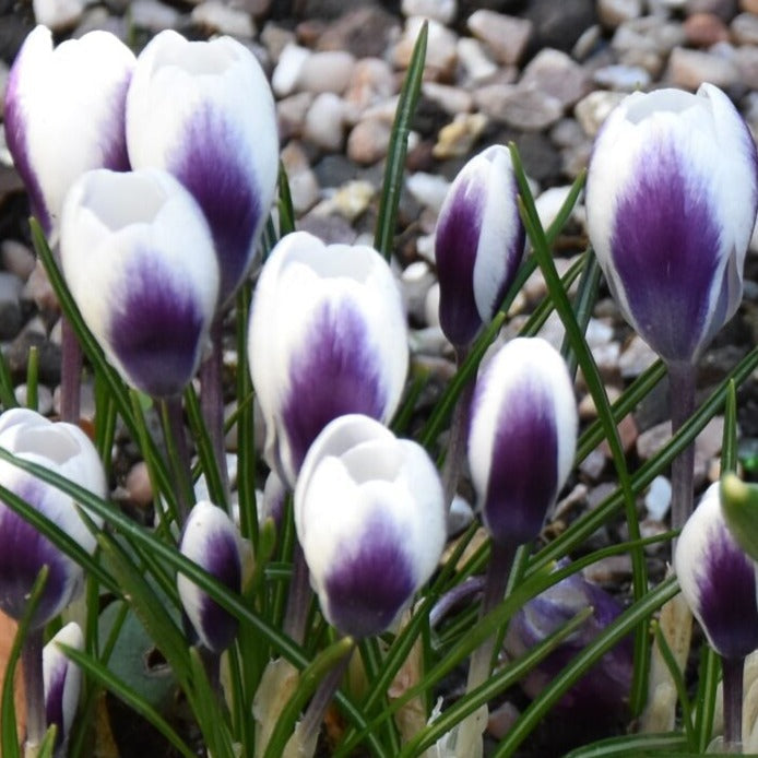 Buy Crocus 'Prins Claus' Bulbs online UK