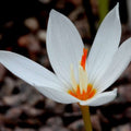 Buy Crocus pulchellus 'Albus' Bulbs online UK